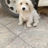 سگ شیتزو ماده|سگ|بم, |دیوار