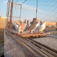 کفتررنگه|پرنده|باشتین, |دیوار