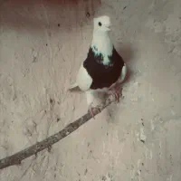 کبوتر طوقی|پرنده|مریوان, |دیوار