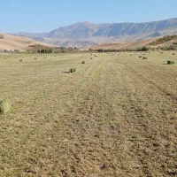 یونجه درجه1