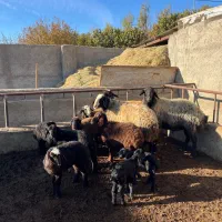 قوچ شال اصیل|حیوانات مزرعه|ماهدشت, |دیوار