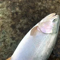 بچه ماهی تروت رنگین کمان