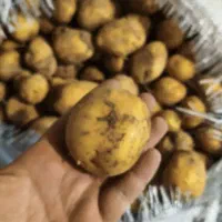 سیب زمینی بذری جوان سیب زمینی اضافه بذرکشاورز