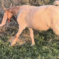 بز پاکستانی آبستن 3ماه دقولوزا