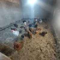 تخم مرغ محلی ۸ تومن تولید روزانه