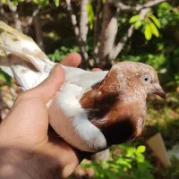 کبوتر کفتر