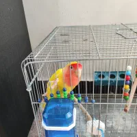 طوطی برزیلی|پرنده|آبادان, |دیوار