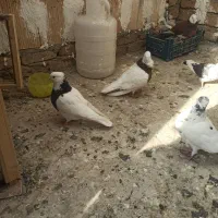 یک جفت طوقی|پرنده|قرچک, صالح آباد|دیوار