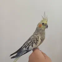 عروس هلندی ماده