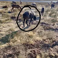 میش بره|حیوانات مزرعه|مشهد, کوشش|دیوار