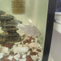 آکواریوم و ماهی|ماهی|مریوان, |دیوار