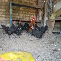 مرغ تخم گذار و خروس