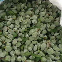 فروش عمده چغاله بادام نوبر