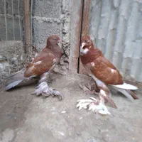 کبوتر بادکنکی جوجه فروشی