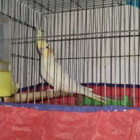 عروس پاریس ماده