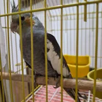 عروس هلندی دو ماهه
