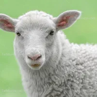 گوسفند زنده