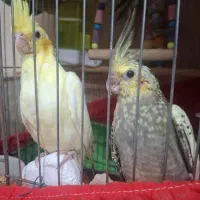 جوجه عروس هلندی سرلاکی