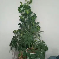 گل شفلرا|گل و گیاه طبیعی|عنبران, |دیوار