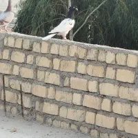 کله سیاه