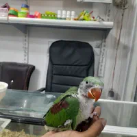 جوجه شاه طوطی اسکندری سرلاکی
