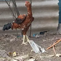 خروس لاری|حیوانات مزرعه|رشت, حومه رشت|دیوار