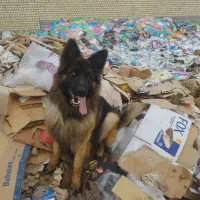 واگذاری سگ ژرمن شولاین|سگ|داراب, |دیوار