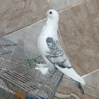 کبوتر بلژیکی ساتن