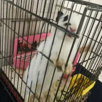 خرگوش|موش و خرگوش|کرج, خرمدشت|دیوار