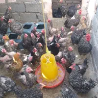 مرغ گل باقالی چهل تاج