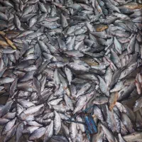 ماهی|ماهی|امیدیه, |دیوار