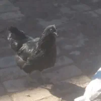 تخم ایام سمانی|حیوانات مزرعه|قم, طلاب غیر ایرانی|دیوار