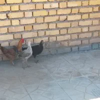 مرغ