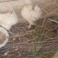 مرغ محلی|حیوانات مزرعه|فولادشهر, C1|دیوار