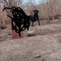 واگذاری ماده کن کرسو