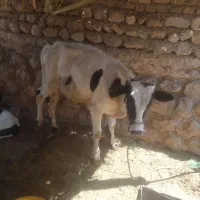 گوساله   نردرجه یک