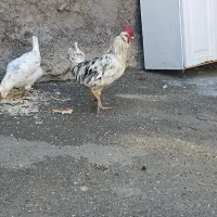 مرغ و خروس محلی و گلین لری اصیل|حیوانات مزرعه|مریوان, |دیوار