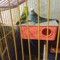 مرغ عشق طوطی برزیلی