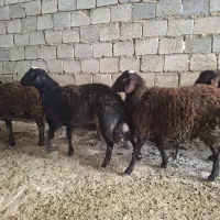 گوسفند|حیوانات مزرعه|عسگران, |دیوار