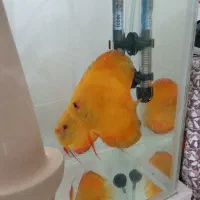 ماهی دیسکس مولد|ماهی|اردبیل, |دیوار