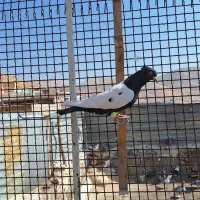 کبوتر|پرنده|شیراز, سعدیه شمالی|دیوار