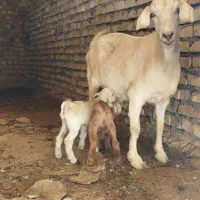 بز سیری سانن|حیوانات مزرعه|سده (خراسان جنوبی), |دیوار