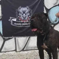 توله گارد سگ کنکورسو دو رنگ مشکی و بولو