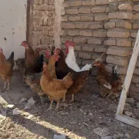 مرغ|حیوانات مزرعه|مشهد, کوی پلیس|دیوار