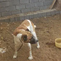 سگ رمه به شرط