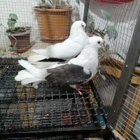 پرنده|پرنده|اصفهان, سیچان|دیوار