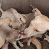 سگ اشپیز ماده با 3 توله و ماده تریر با 4توله|سگ|کرمانشاه, |دیوار