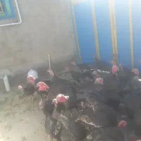 بوقلمون