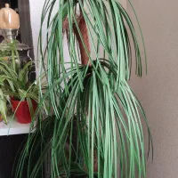 درختچه نخل مصنوعی