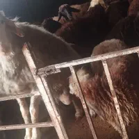 بره قوچ و بره نر و ماده پرواری|حیوانات مزرعه|اردبیل, |دیوار